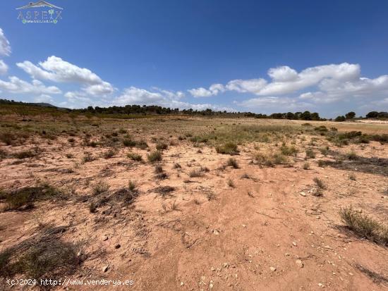 Terreno Jumilla zona Paraje Chamaleta - MURCIA