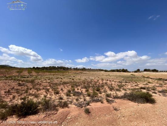 Terreno Jumilla zona Paraje Chamaleta - MURCIA