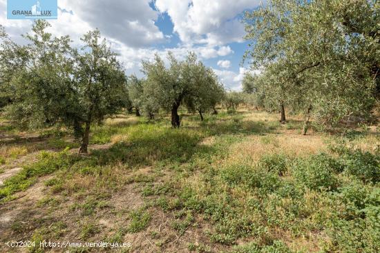 Venta de finca rústica de 77 olivos en Otura (Granada) - GRANADA