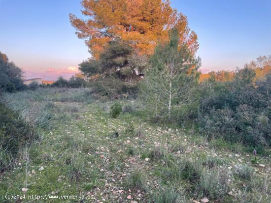 Terreno rústico - BALEARES