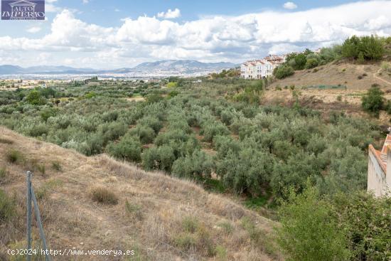 Venta de finca rústica de 77 olivos en Otura (Granada) - GRANADA