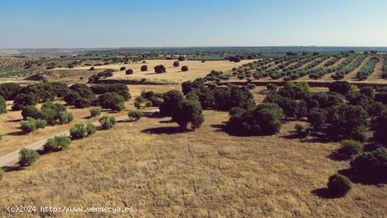 Venta de finca agropecuaria en la provincia de Ciudad Real - CIUDAD REAL