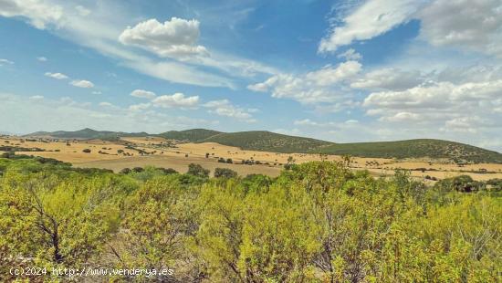 Venta de finca cinegética y agrícola en Ciudad Real - CIUDAD REAL