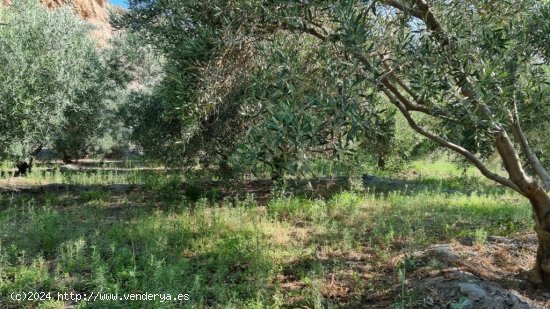 Suelo rústico en Venta en Canjayar Almería