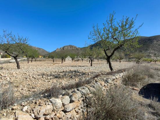 SE VENDE PARCELA CON PRODUCCION DE ALMENDROS AL LADO DEL PUEBLO DE BARBARROJA - ALICANTE