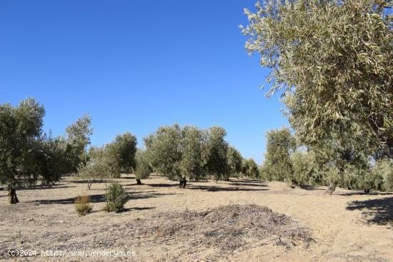 FINCA RUSTICA - GRANADA