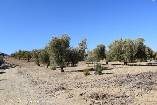 FINCA RUSTICA - GRANADA