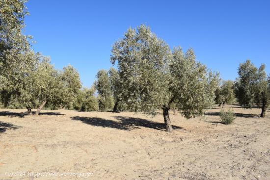 FINCA RUSTICA - GRANADA