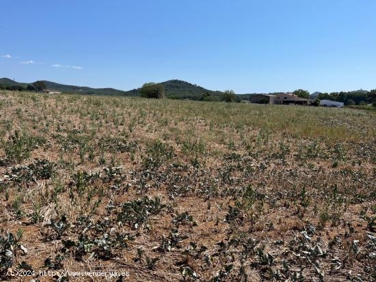 Dos parcelas rústicas juntas entre Tordera y Barcelona - BARCELONA