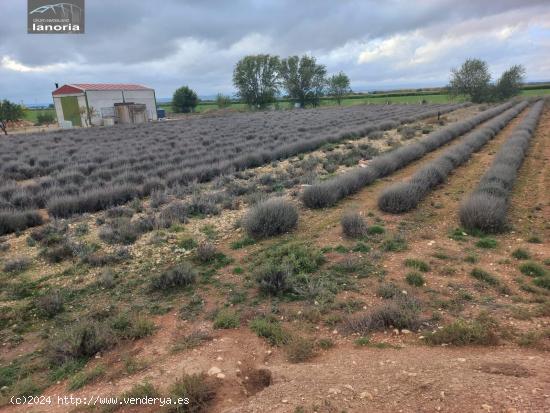  Grupo la Noria Vende parcela rústica  de 4300m en zona Urbanización Riachuelos. - ALBACETE 