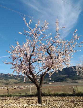 PARCELA HONDON DE LAS NIEVES - ALICANTE