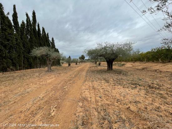  Terreno Rural zona de Valverde - ALICANTE 