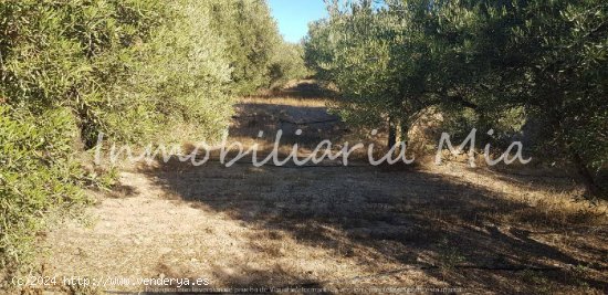 Se vende finca de 14000m2 Aprox en Huercal Overa (San Fracisco)