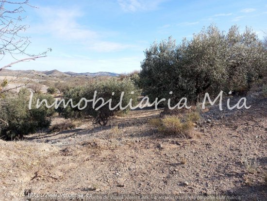 ESTUPENDA FINCA RUSTICA DE ALMENDRO Y OLIVOS LORCA