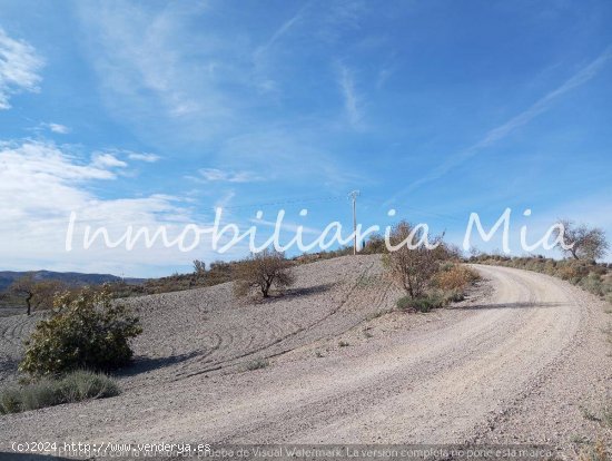 ESTUPENDA FINCA RUSTICA DE ALMENDRO Y OLIVOS LORCA