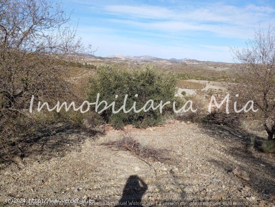 ESTUPENDA FINCA RUSTICA DE ALMENDRO Y OLIVOS LORCA