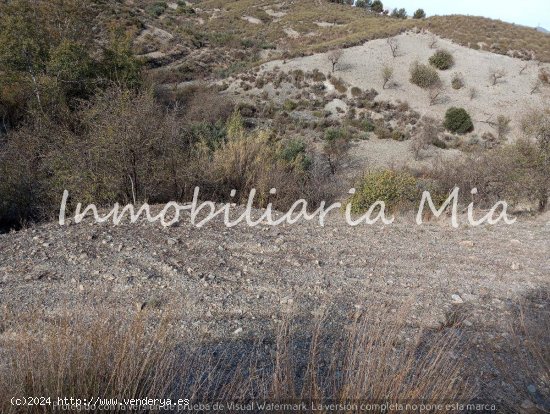 ESTUPENDA FINCA RUSTICA DE ALMENDRO Y OLIVOS LORCA