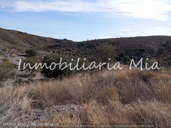 ESTUPENDA FINCA RUSTICA DE ALMENDRO Y OLIVOS LORCA