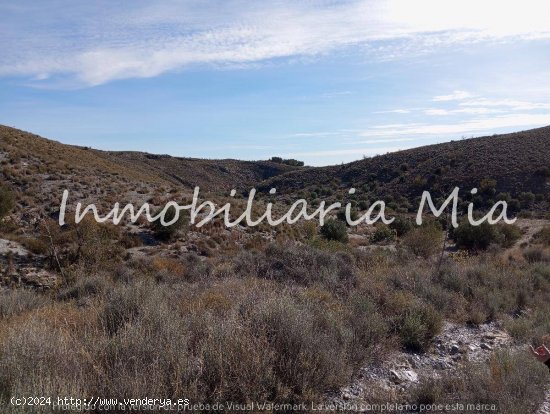 ESTUPENDA FINCA RUSTICA DE ALMENDRO Y OLIVOS LORCA