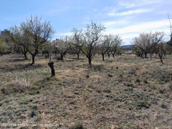 OPORTUNIDAD FINCA DE REGADIO EN BATEA CON CASETA A RESTAURAR - TARRAGONA