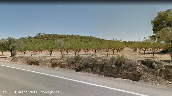 Finca rústica plantada con mas de 200 almendros - VALENCIA