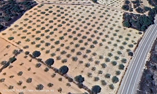 Finca rústica plantada con mas de 200 almendros - VALENCIA