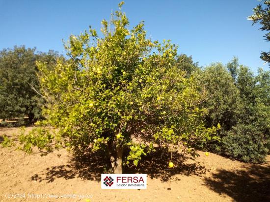  PARCELA RUSTICA CON CASA DE CAMPO  EN VENTA EN EL MARQUESADO PTO. REAL. - CADIZ 