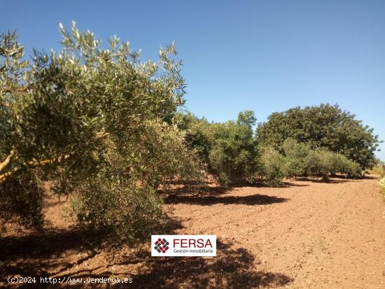 PARCELA RUSTICA CON CASA DE CAMPO  EN VENTA EN EL MARQUESADO PTO. REAL. - CADIZ