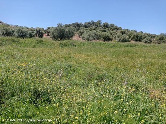 SE VENDE TERRENO EN ZAHARA DE LA SIERRA - CADIZ