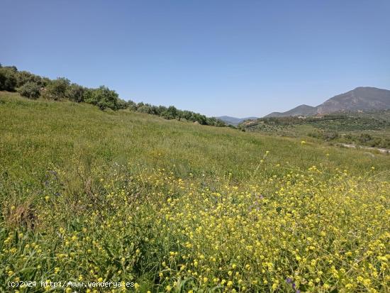 SE VENDE TERRENO EN ZAHARA DE LA SIERRA - CADIZ