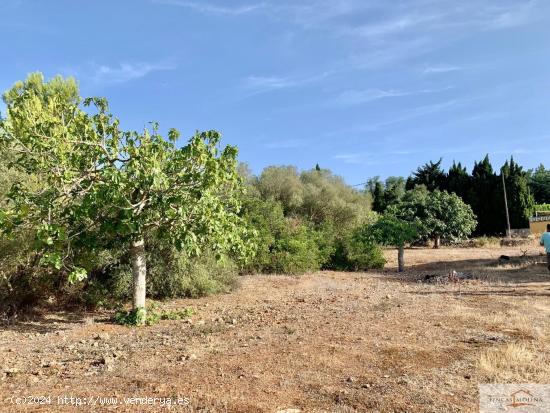 RÚSTICA EN VENTA. URBANIZABLE. SAN JORDI. PALMA DE MALLORCA - BALEARES