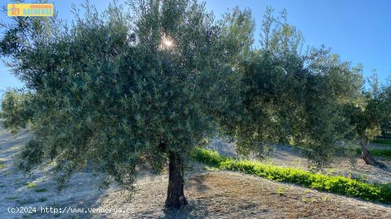 Olivar en muy buena ubicación - CORDOBA