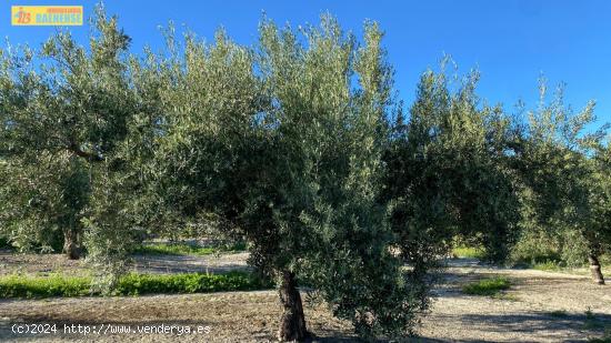 Olivar en muy buena ubicación - CORDOBA