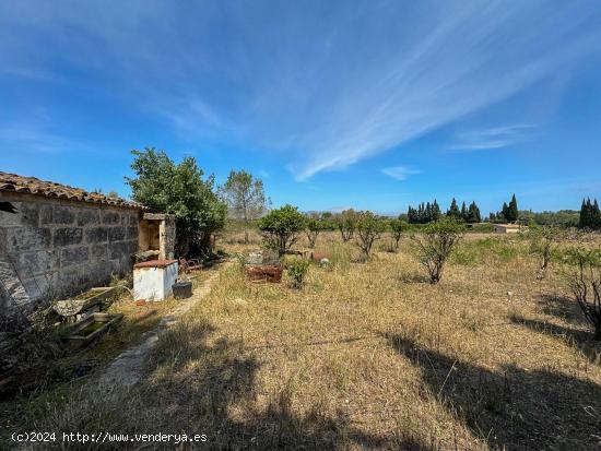 FINCA RÚSTICA ENTRE LLUBI Y MURO - BALEARES