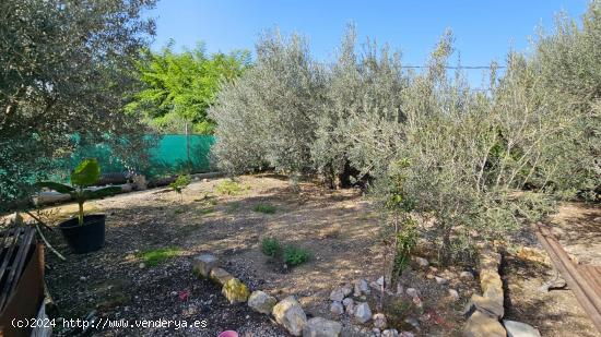 SE VENDE PARCELA RÚSTICA EN LA HUERTA DE ABAJO DE MOLINA DE SEGURA - MURCIA