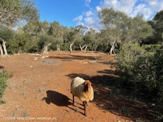  Solar en venta en Felanitx (Baleares) 