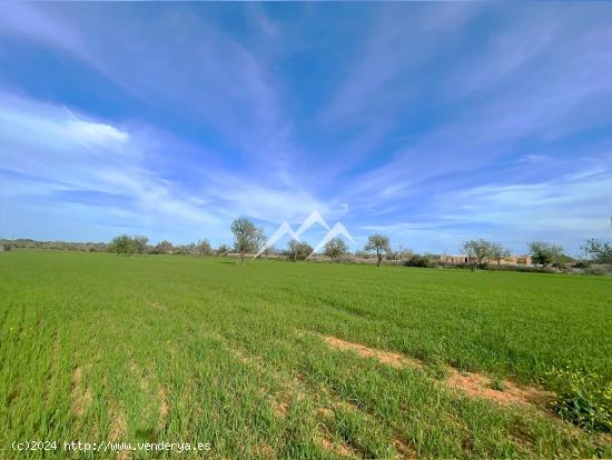  Terreno de 22.216 m2 con proyecto de vivienda en Campos - BALEARES 