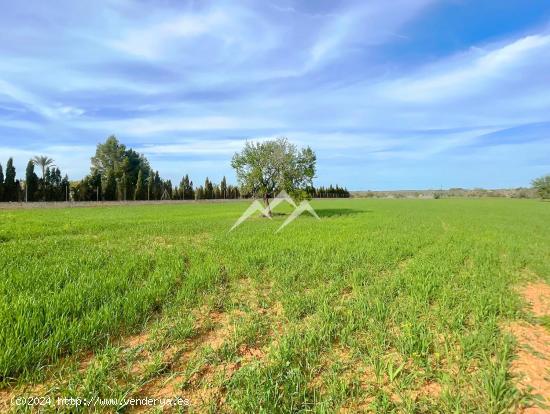 Terreno de 22.216 m2 con proyecto de vivienda en Campos - BALEARES