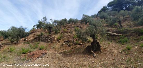 Finca rústica enclavada en el Parque Nacional de la Sierra de las Nieves - MALAGA