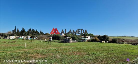  PARCELA RÚSTICA SEGREGADA EN EL MARQUESADO - CADIZ 