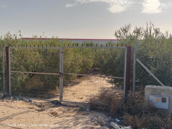 TERRENO RÚSTICO 2.000 M2 DE CULTIVO EN LA PILICA. - MURCIA