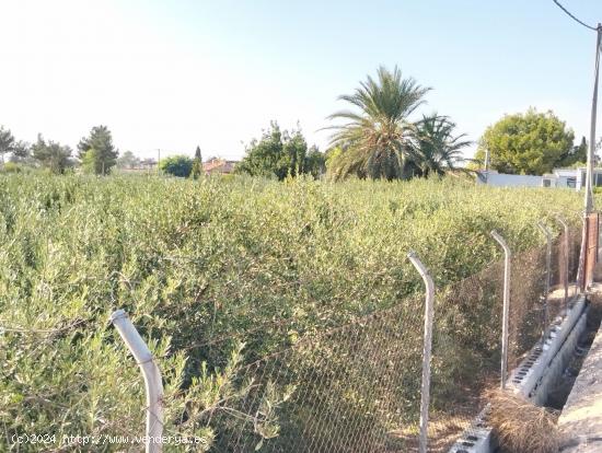 TERRENO RÚSTICO 2.000 M2 DE CULTIVO EN LA PILICA. - MURCIA