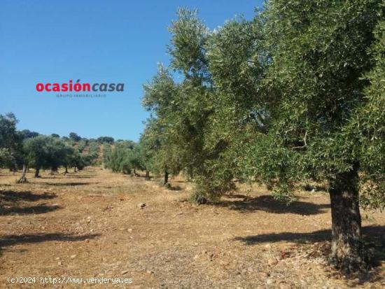 PARCELA CON CASA Y OLIVOS A LA VENTA - CORDOBA