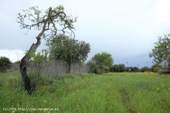 En venta terreno de 3.200m2 con caseta a las afueras de Campos - BALEARES