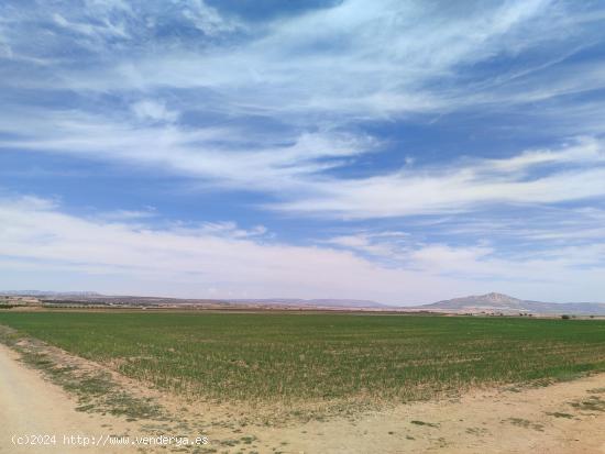 PARCELA CON BUEN ACCESO EN PARAJE DE LA HERRADA - ALBACETE