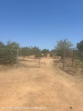  Finca con cédula legal - BALEARES 