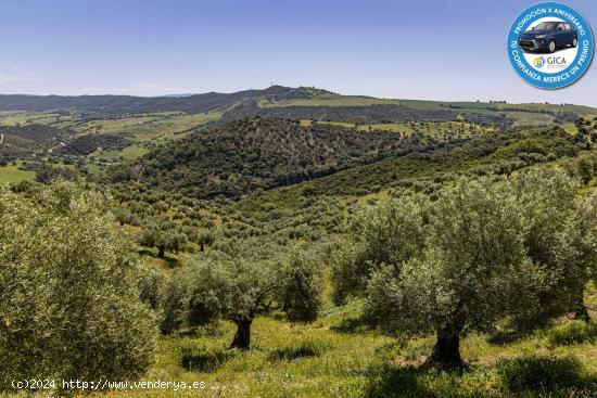  ¡BAJADA DE PRECIO! ESTUPENDA FINCA EN SAN JOSÉ DEL VALLE - CADIZ 