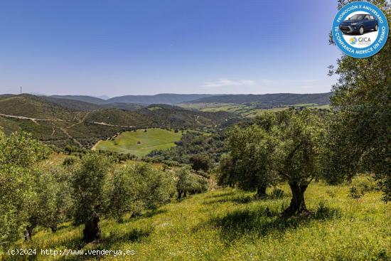 ¡BAJADA DE PRECIO! ESTUPENDA FINCA EN SAN JOSÉ DEL VALLE - CADIZ