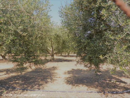  Terreno rústico a la venta en Riudoms - TARRAGONA 