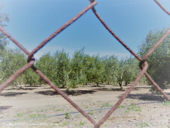 Terreno rústico a la venta en Riudoms - TARRAGONA